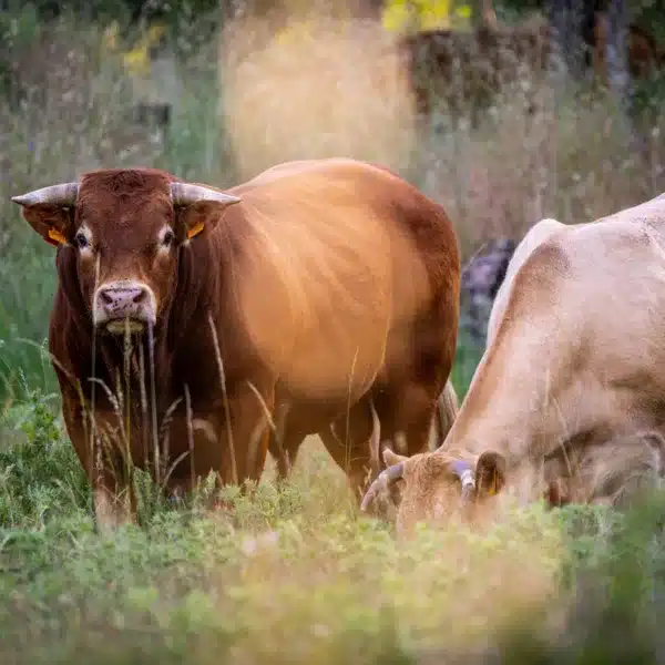 Un toro y una vaca en una explotación de extensivo.