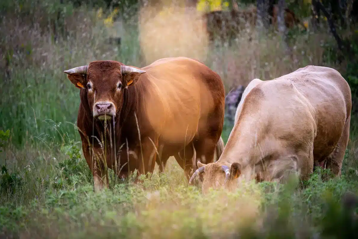 Un toro y una vaca en una explotación de extensivo.