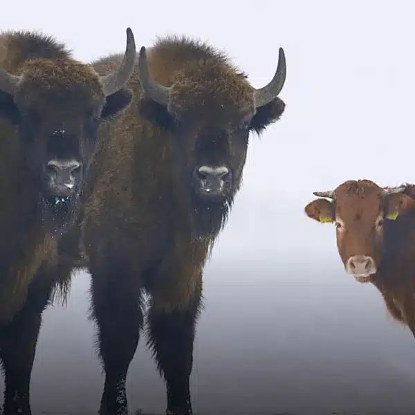Dos visontes y la vaca.