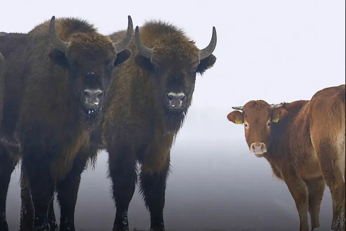 Dos visontes y la vaca.
