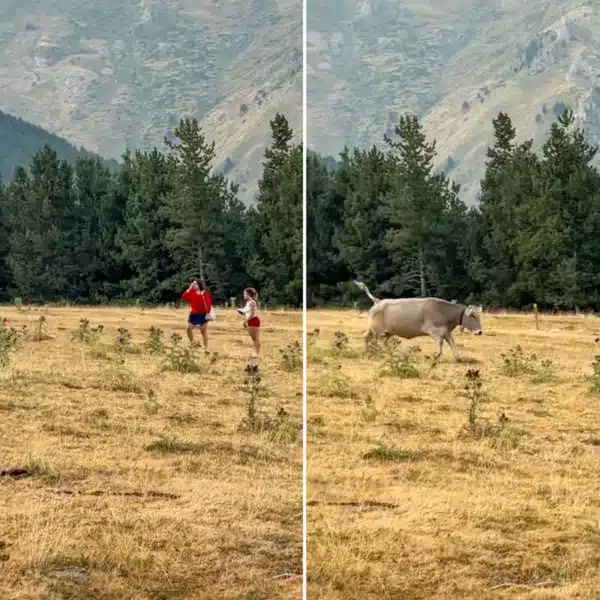 Dos momentos del vídeo en el que la vaca empieza a perseguir a las jóvenes.
