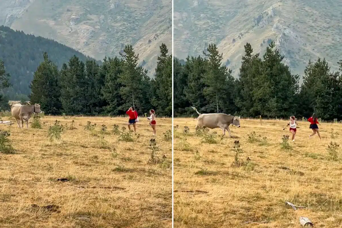 Dos momentos del vídeo en el que la vaca empieza a perseguir a las jóvenes.
