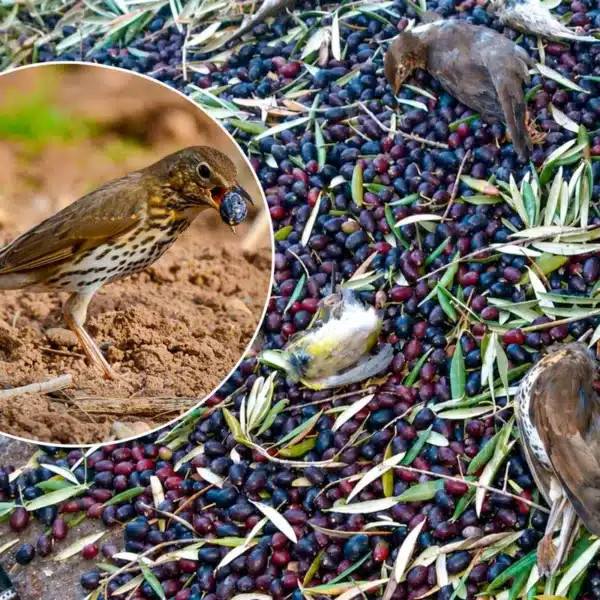 Los zorzales mueren con la recogida nocturna de la aceituna.