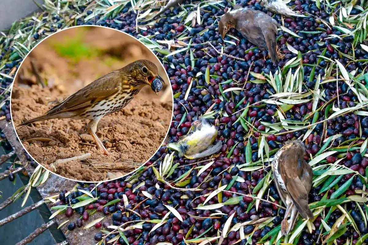 Los zorzales mueren con la recogida nocturna de la aceituna.
