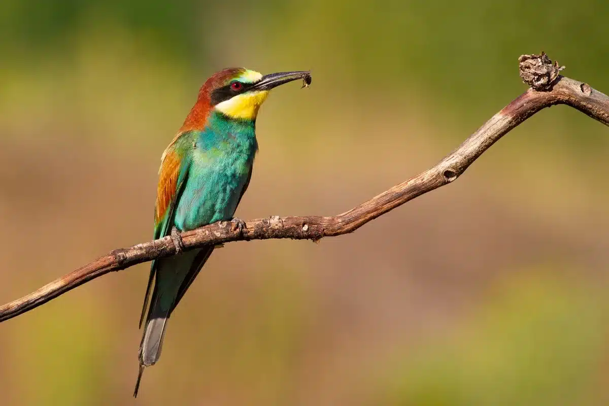 abejaruco