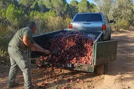 cazadores llevan toneladas de comida a la fauna Extremadura
