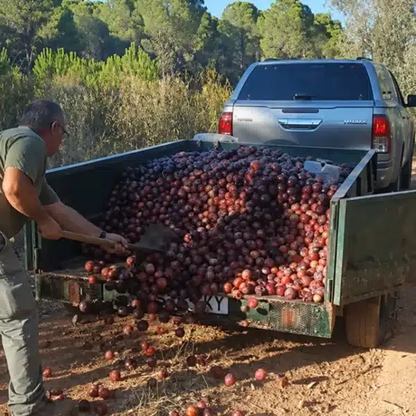 cazadores llevan toneladas de comida a la fauna Extremadura