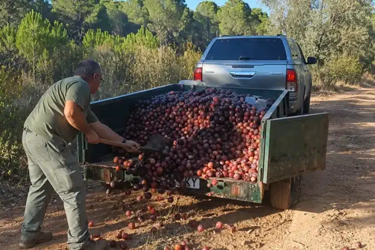cazadores llevan toneladas de comida a la fauna Extremadura