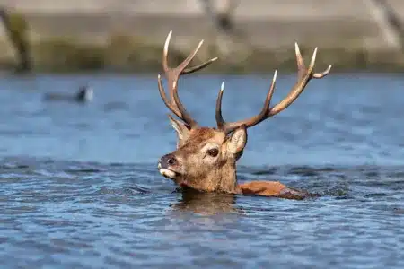 Un ciervo en un canal de agua.