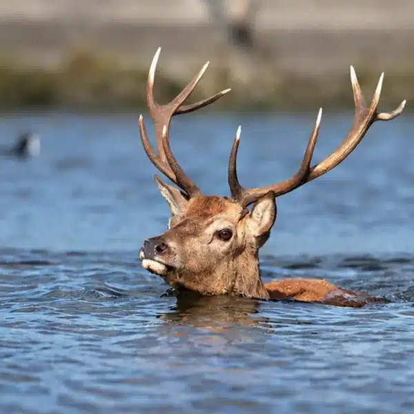 Un ciervo en un canal de agua.