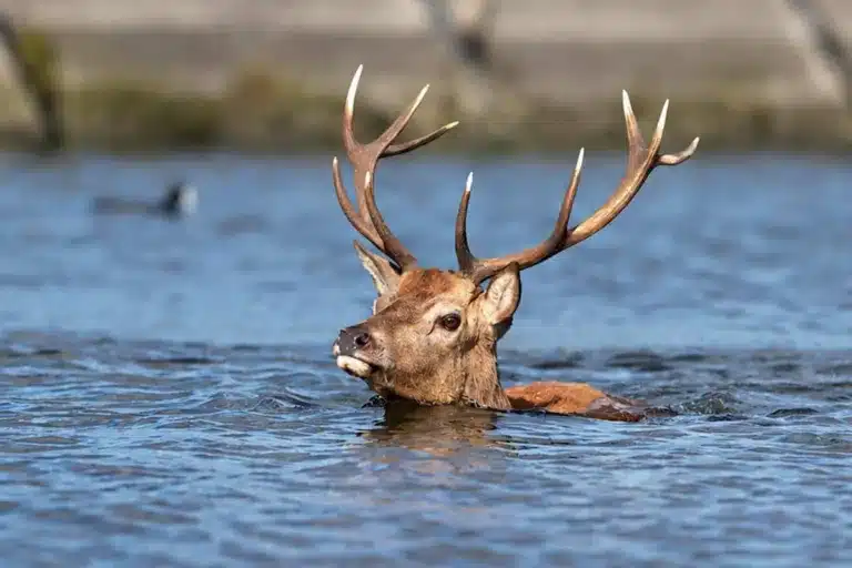 Un ciervo en un canal de agua.