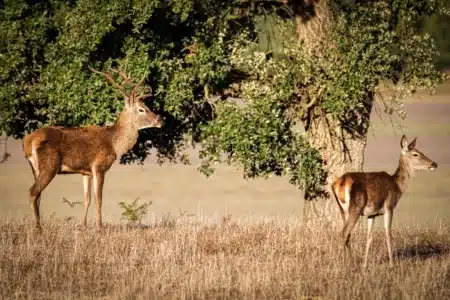 Pareja de ciervos en Doñana.