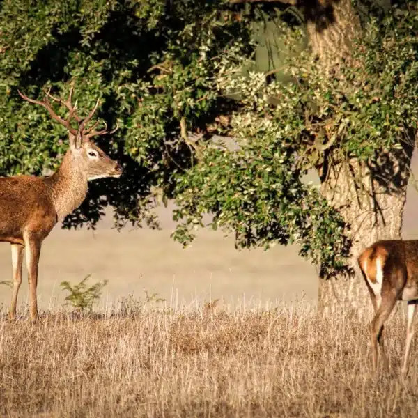 Pareja de ciervos en Doñana.