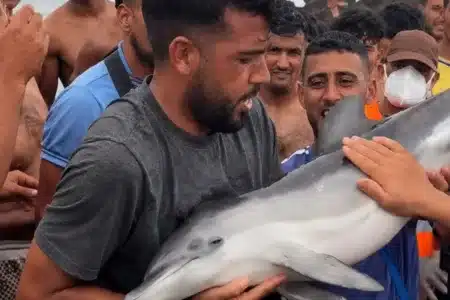 delfín inmigrantes Ceuta