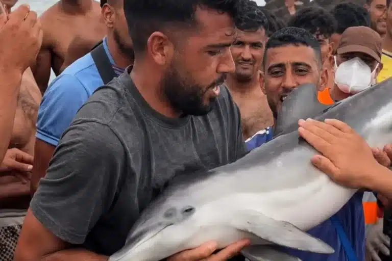 delfín inmigrantes Ceuta