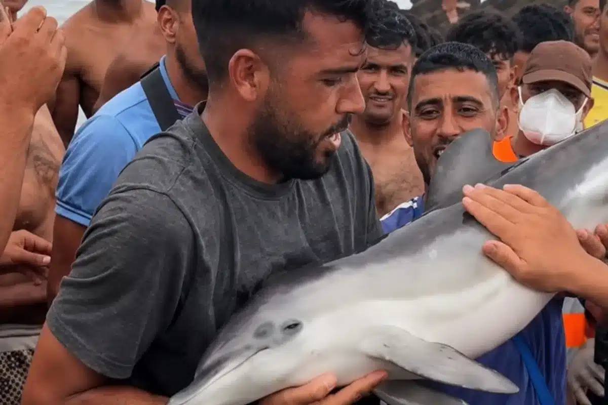 delfín inmigrantes Ceuta