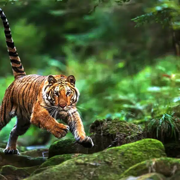 estudio tigres