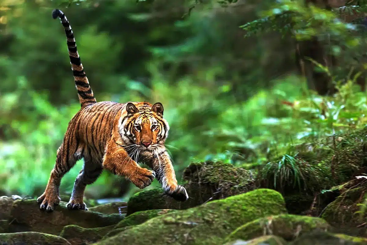estudio tigres