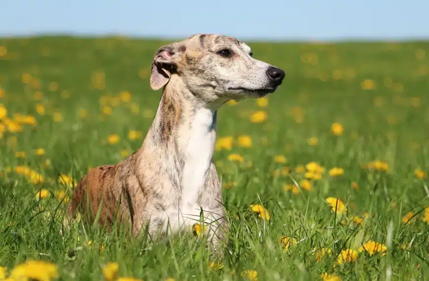 galgo