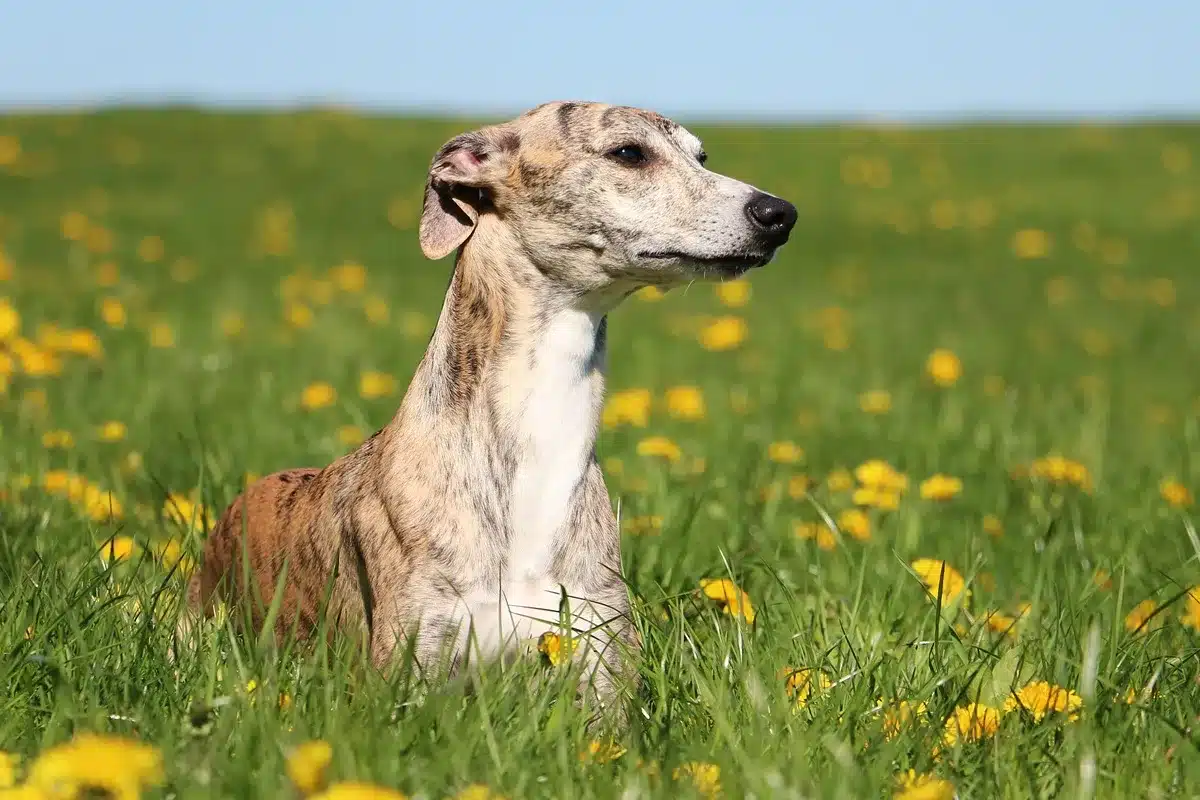galgo