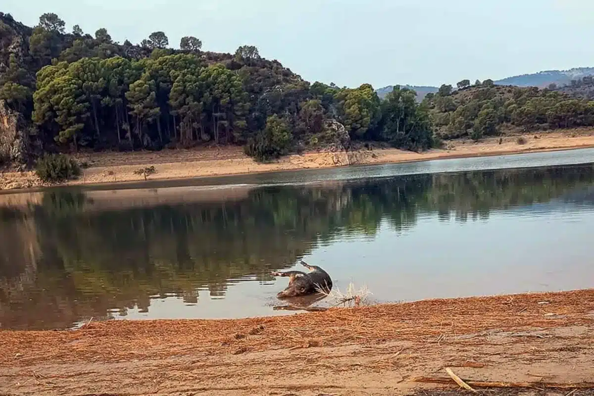 Un jabalí ahogado.