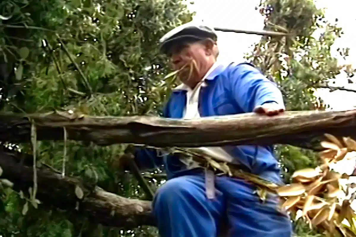 modalidad arraigo cultural mundo rural ecologistas lograron prohibir