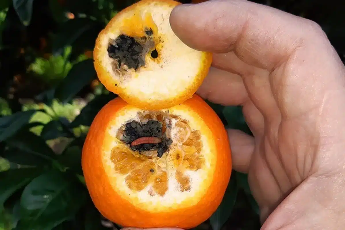 naranja_falsa_polilla