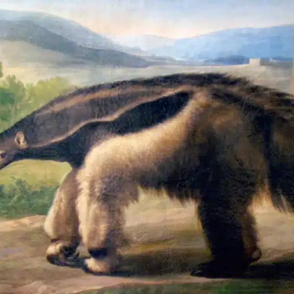 Oso Hormiguero Goya