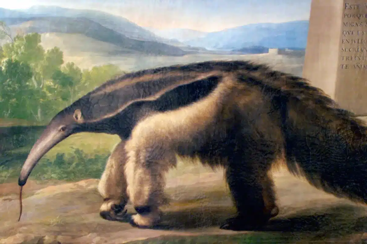 Oso Hormiguero Goya