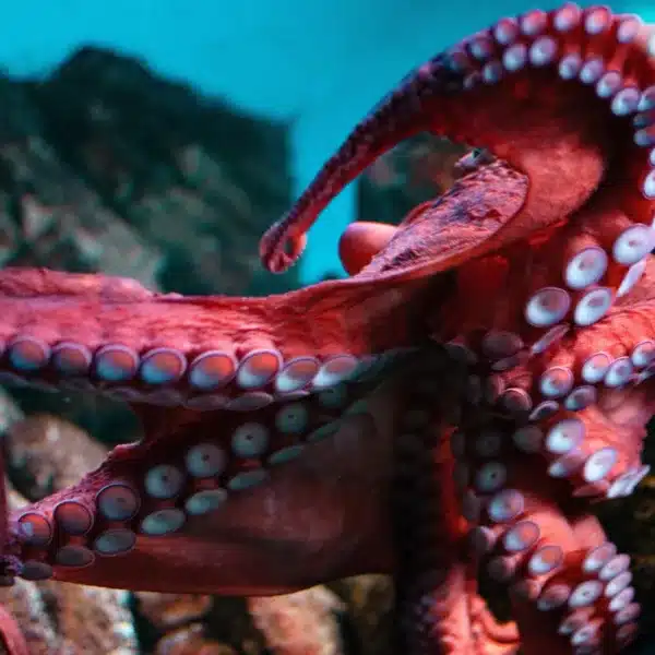 pulpo