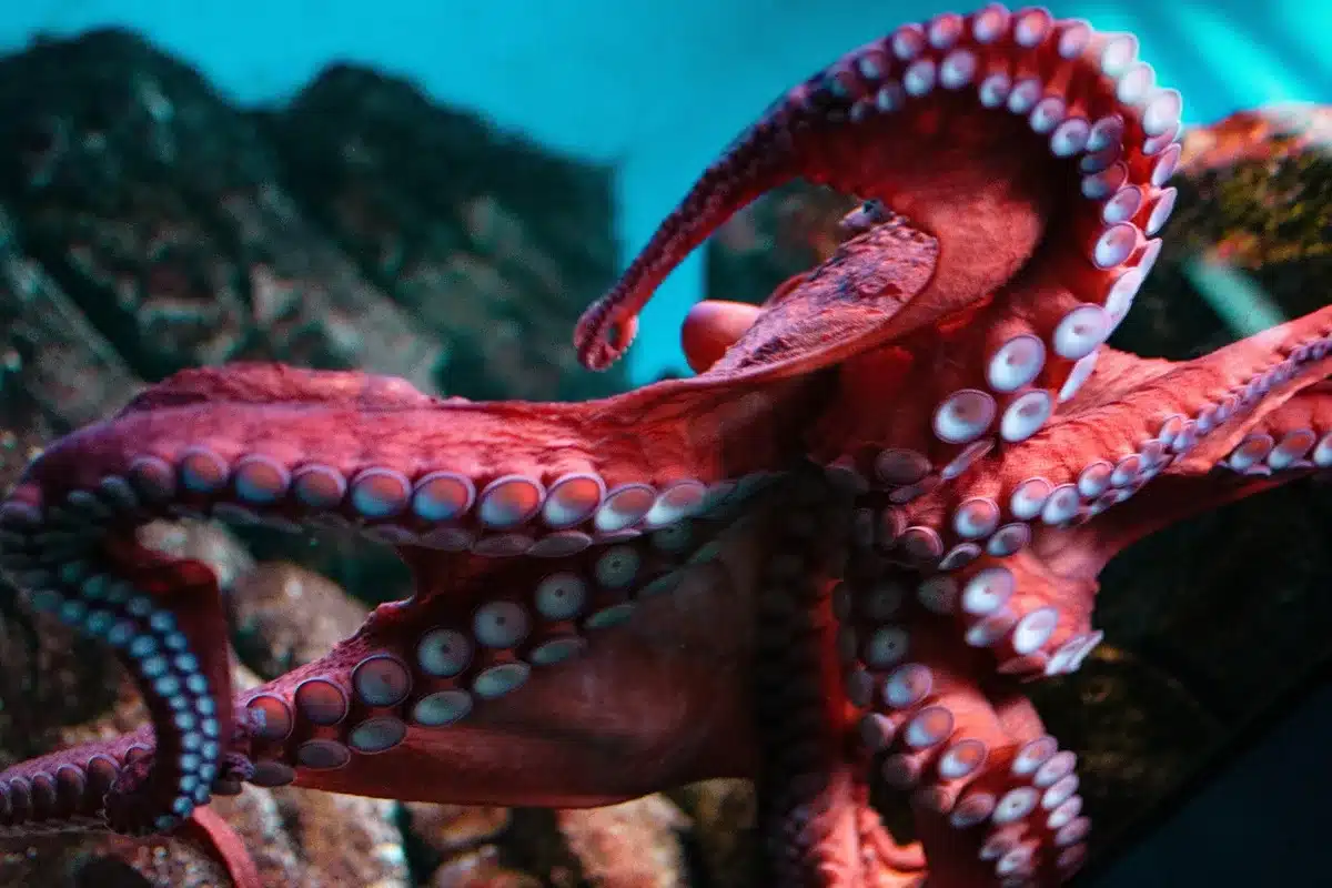 pulpo