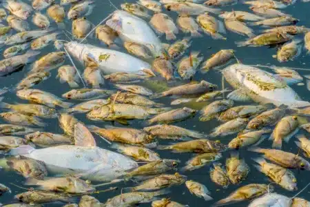 Peces muertos por un vertido químico.