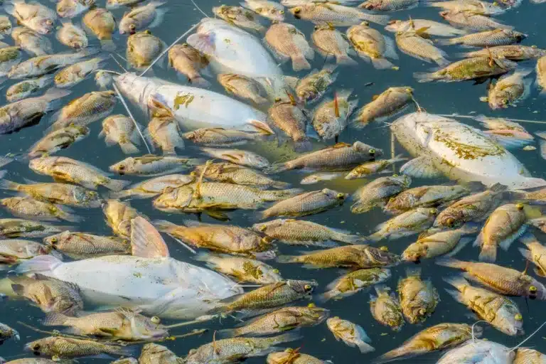 Peces muertos por un vertido químico.