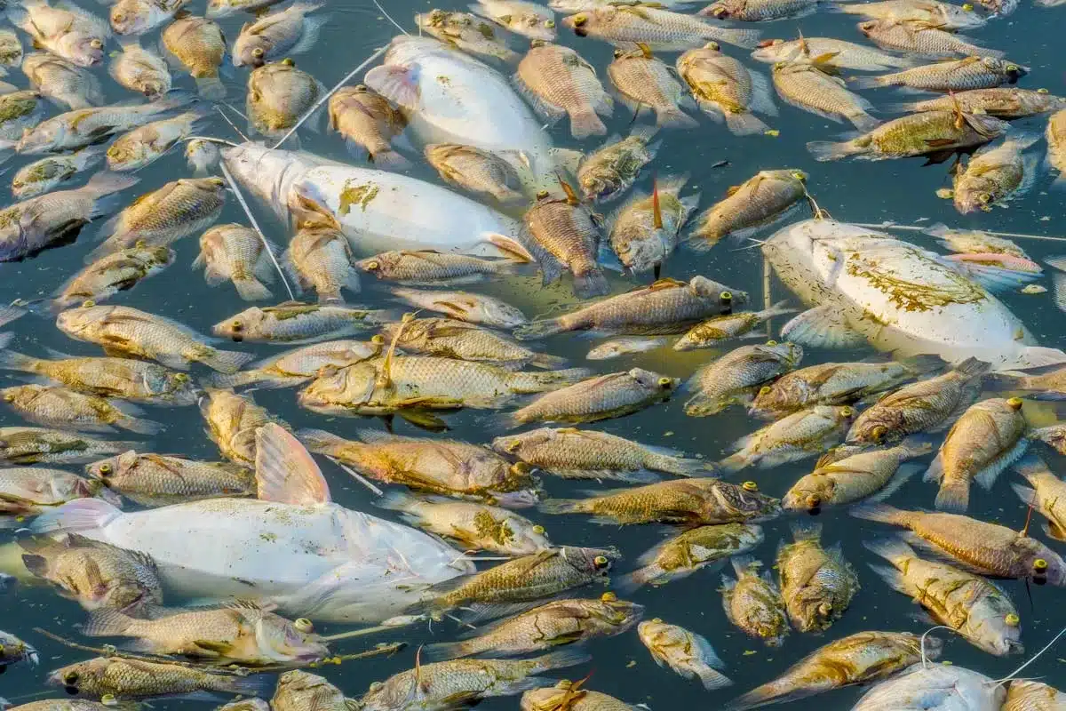 Peces muertos por un vertido químico.