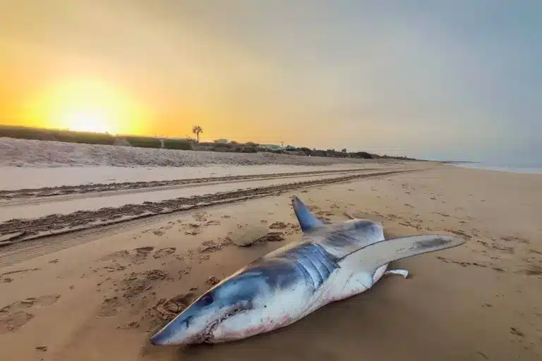 Imagen del tiburón aparecido en la playa de Costa Ballena.