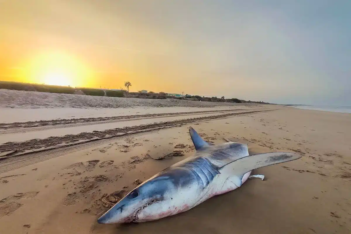 Imagen del tiburón aparecido en la playa de Costa Ballena.