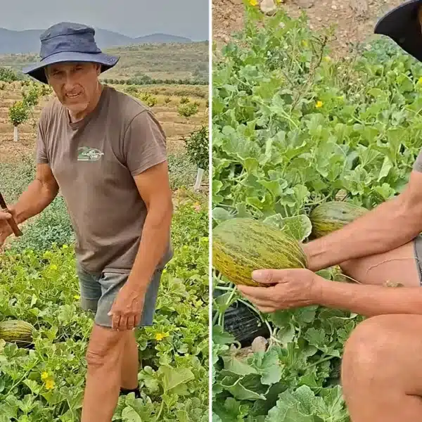 truco ahuyentar jabalíes melonar