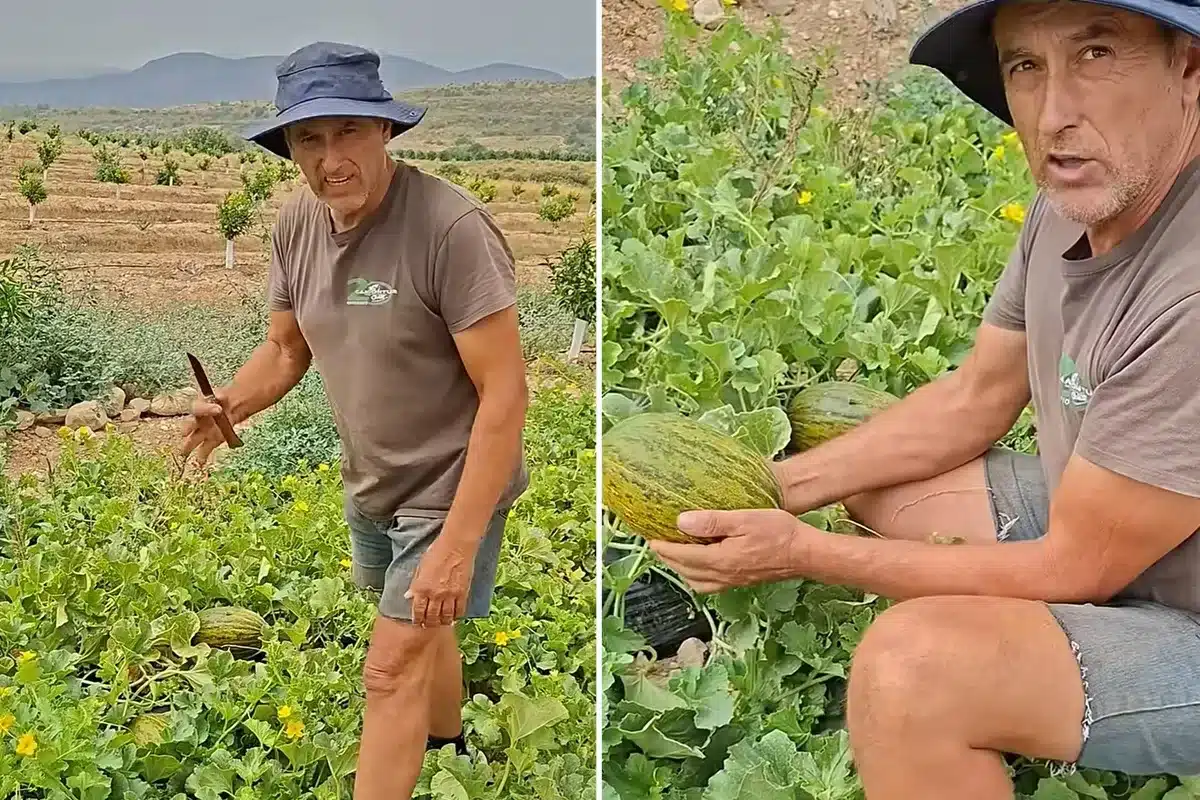 truco ahuyentar jabalíes melonar