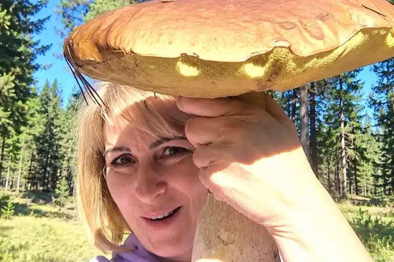 boletus gigantesco Burgos