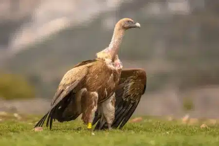 buitre leonado más longevo de España