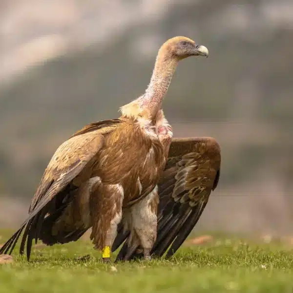 buitre leonado más longevo de España