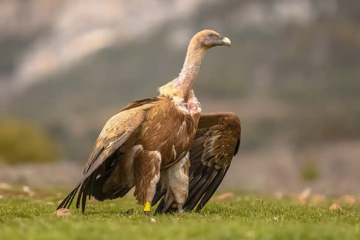 buitre leonado más longevo de España