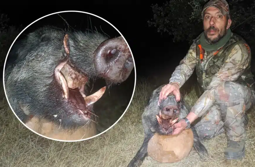 cazador jabalí plata Salamanca