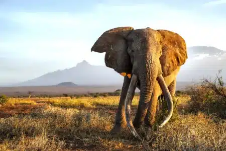 Un español hace historia al ser el primer cazador en abatir los siete grandes animales africanos con un arco tradicional: león, elefante, búfalo, rinoceronte, hipopótamo, leopardo y cocodrilo