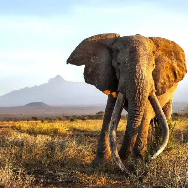 Un español hace historia al ser el primer cazador en abatir los siete grandes animales africanos con un arco tradicional: león, elefante, búfalo, rinoceronte, hipopótamo, leopardo y cocodrilo