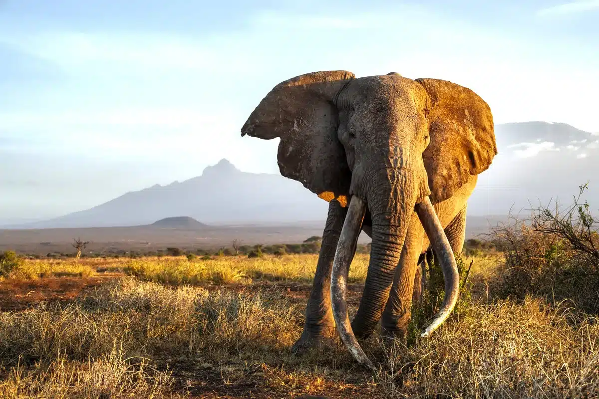 Un español hace historia al ser el primer cazador en abatir los siete grandes animales africanos con un arco tradicional: león, elefante, búfalo, rinoceronte, hipopótamo, leopardo y cocodrilo