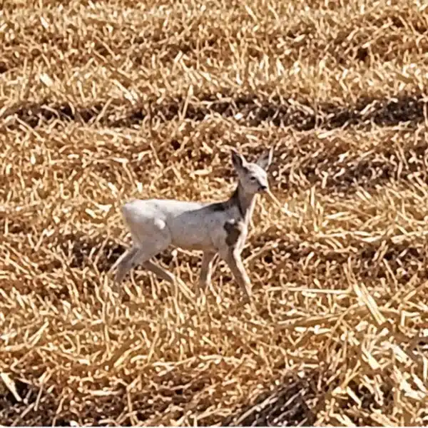 cría corzo blanco Becquer Soria