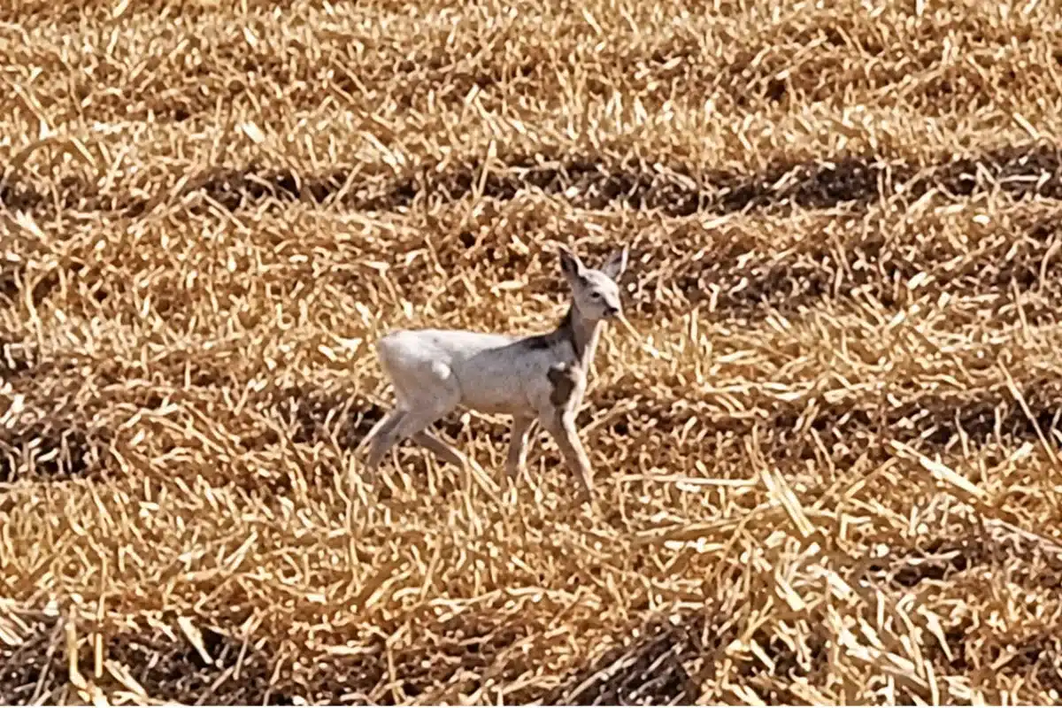 cría corzo blanco Becquer Soria