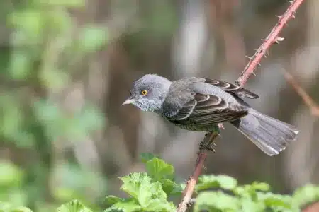 curruca gavilana