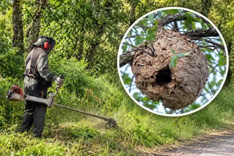 Hombre desbrozando y nido de avispa asiática. © Elaboración propia